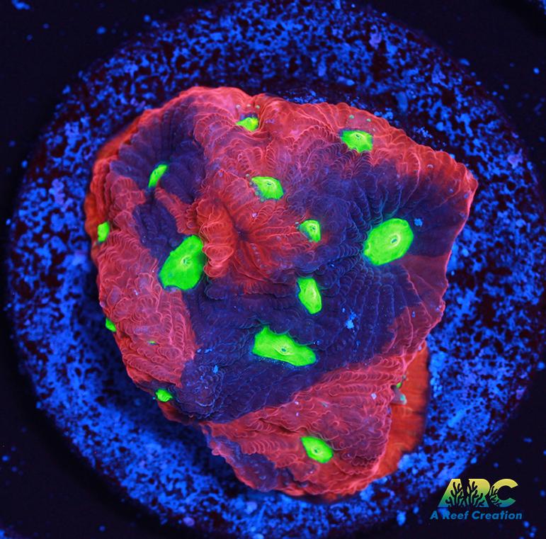 Bicolor War Coral