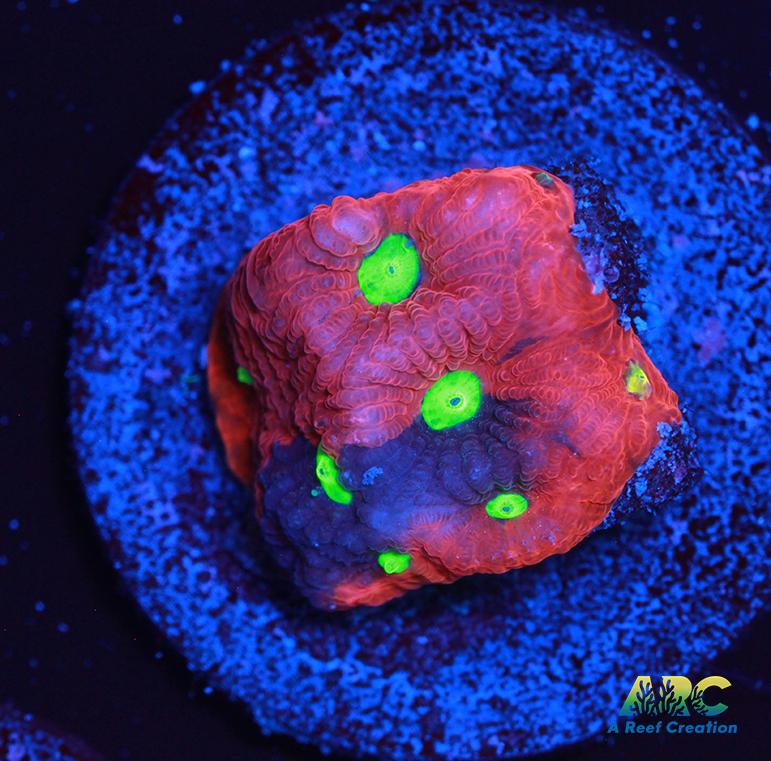 Bicolor War Coral