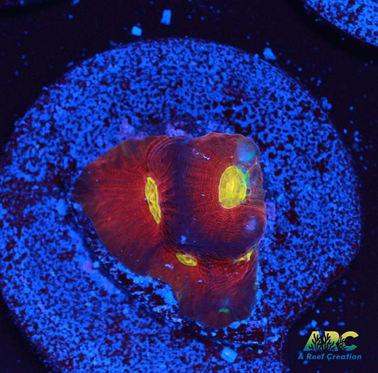 JF Toro Bravo Favites