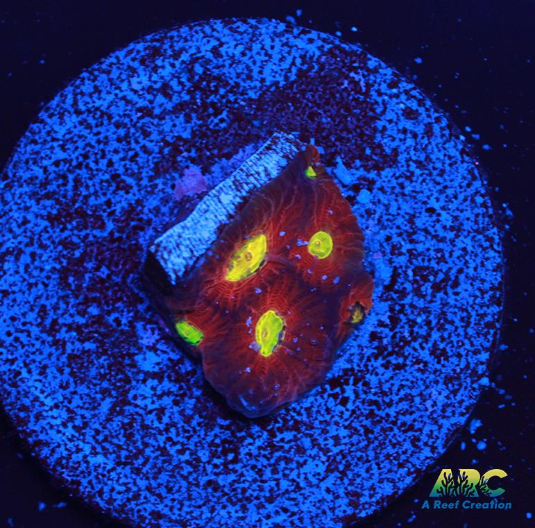 JF Toro Bravo Favites