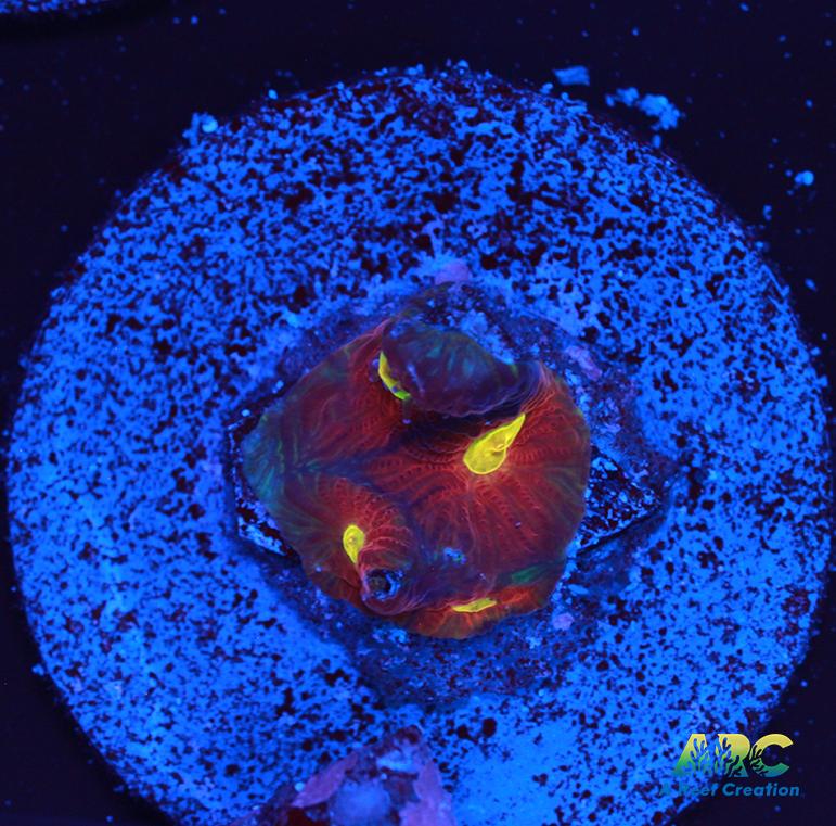 JF Toro Bravo Favites