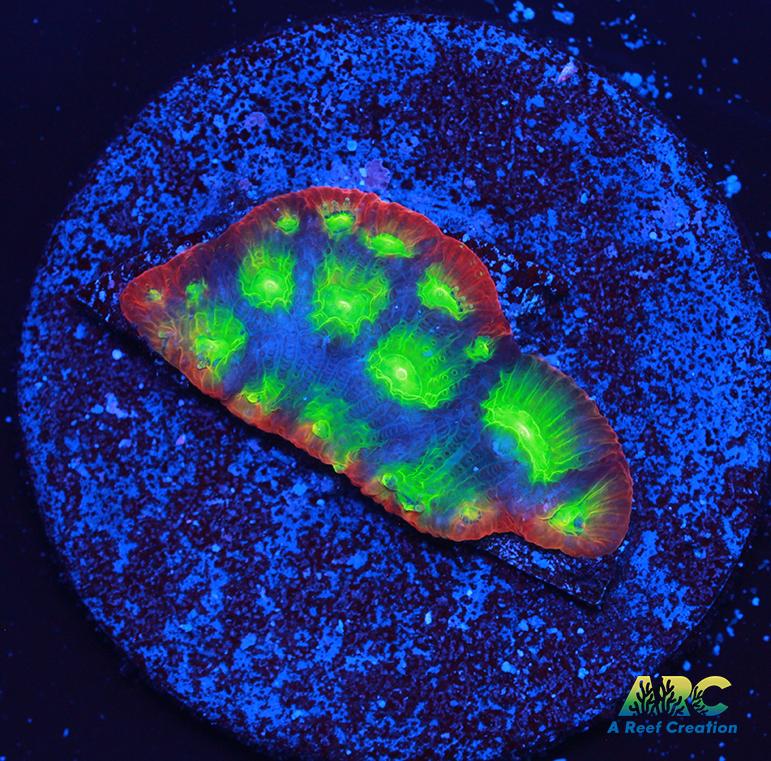 SR Mighty Max Favites