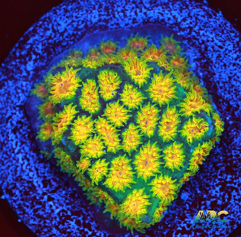 RRC Polkaroo Leptastrea