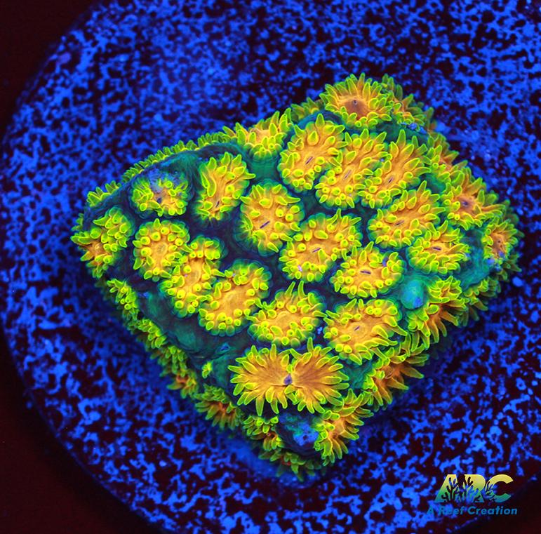 RRC Polkaroo Leptastrea