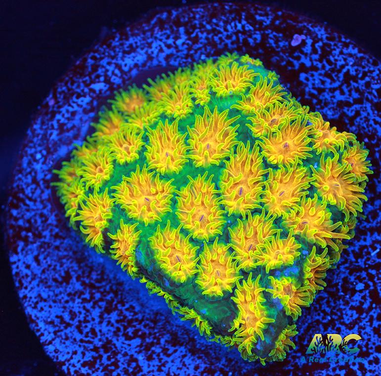 RRC Polkaroo Leptastrea