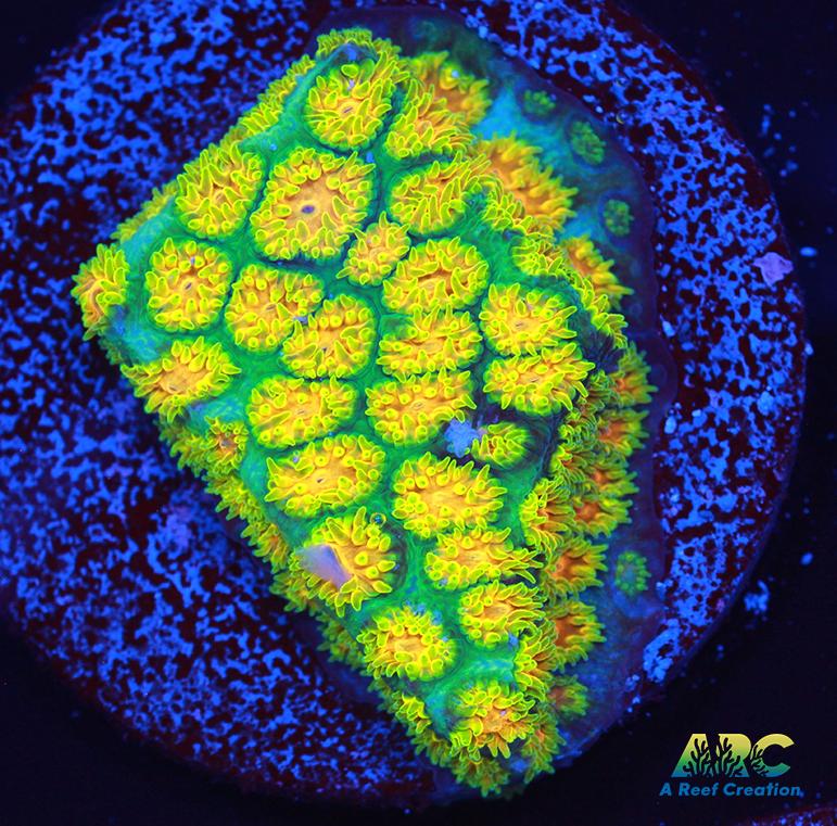 RRC Polkaroo Leptastrea