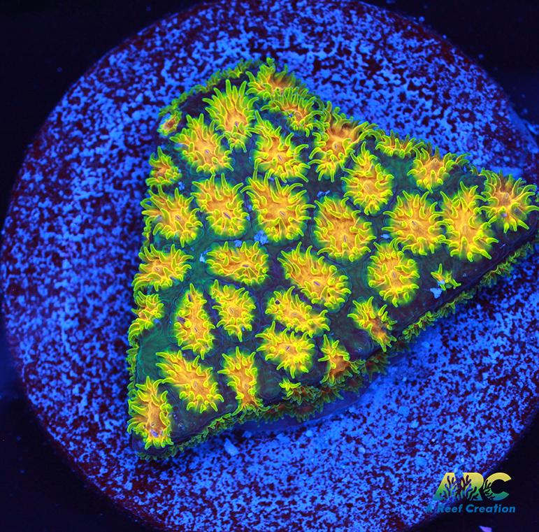 RRC Polkaroo Leptastrea