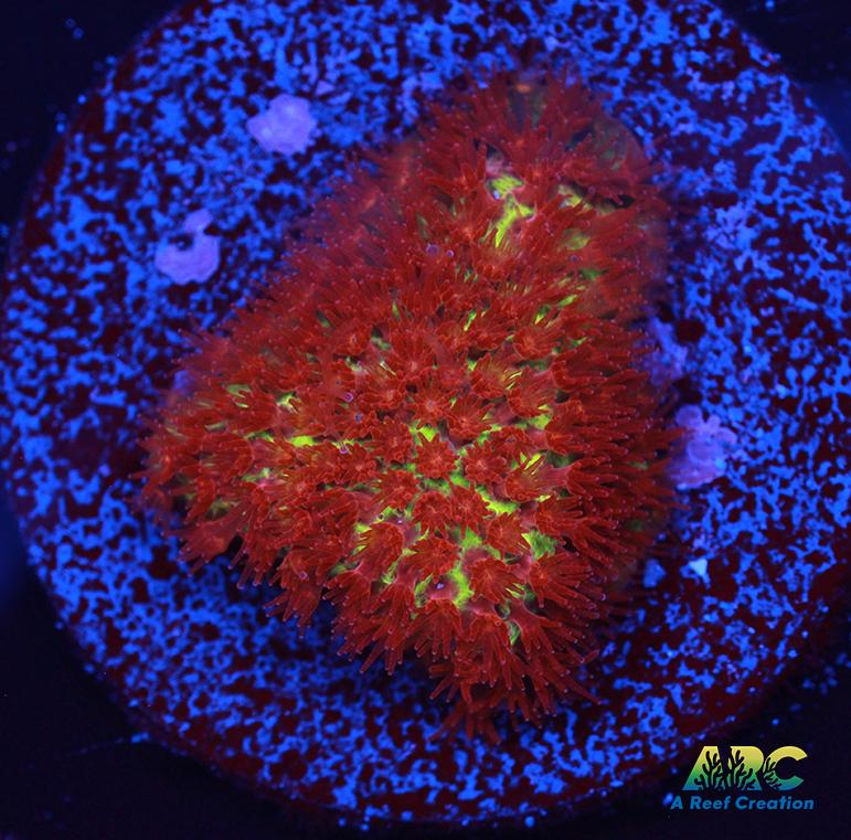 JF Burning Banana Stylo