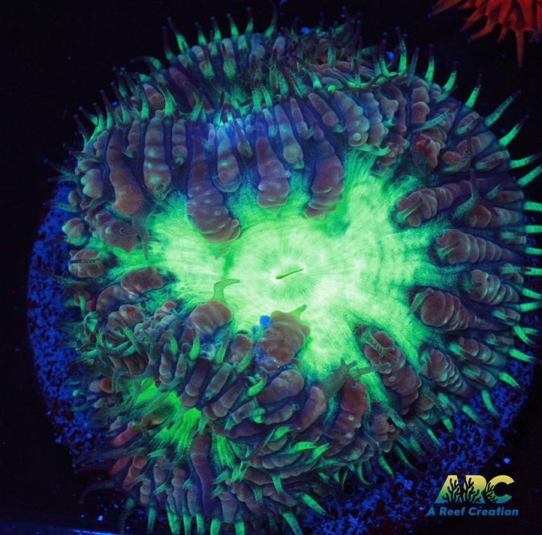 ARC Mint Mojito Blasto