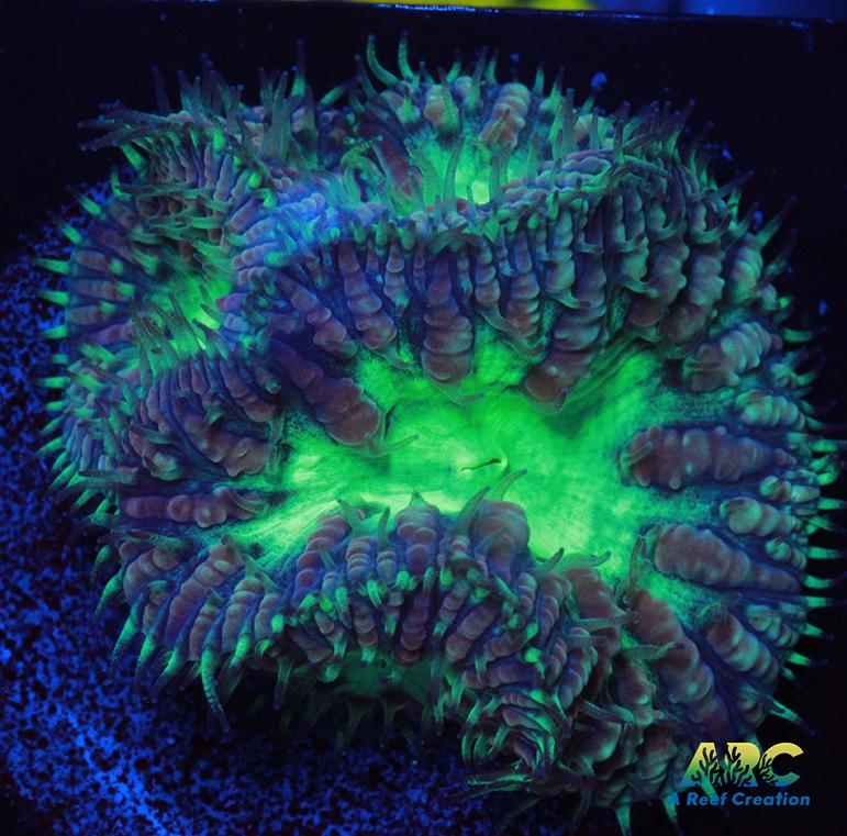 ARC Mint Mojito Blasto