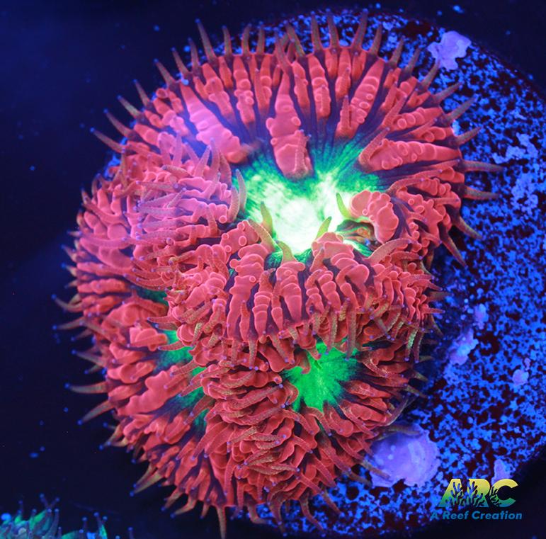 ARC Aussie Cherry Blasto