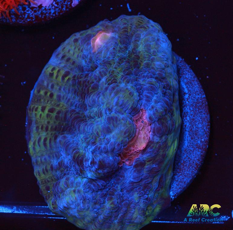 ARC Dead Marshes Chalice