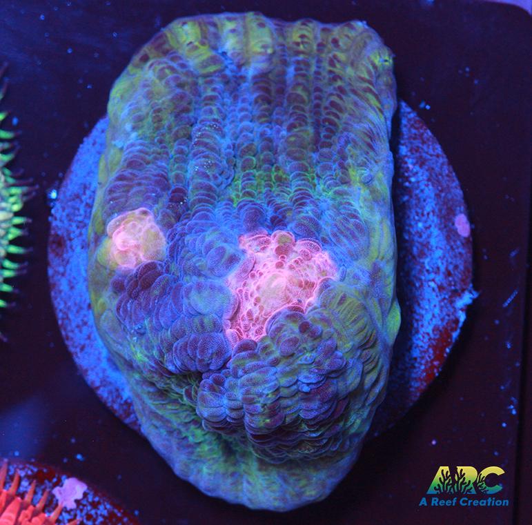 ARC Dead Marshes Chalice