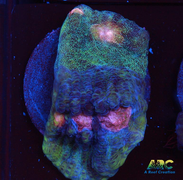 ARC Dead Marshes Chalice