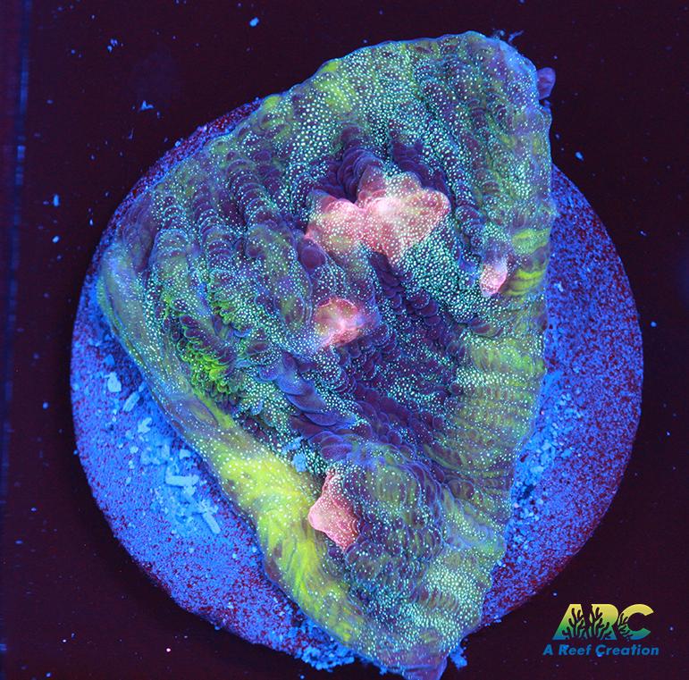 ARC Dead Marshes Chalice