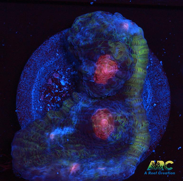 ARC Dead Marshes Chalice