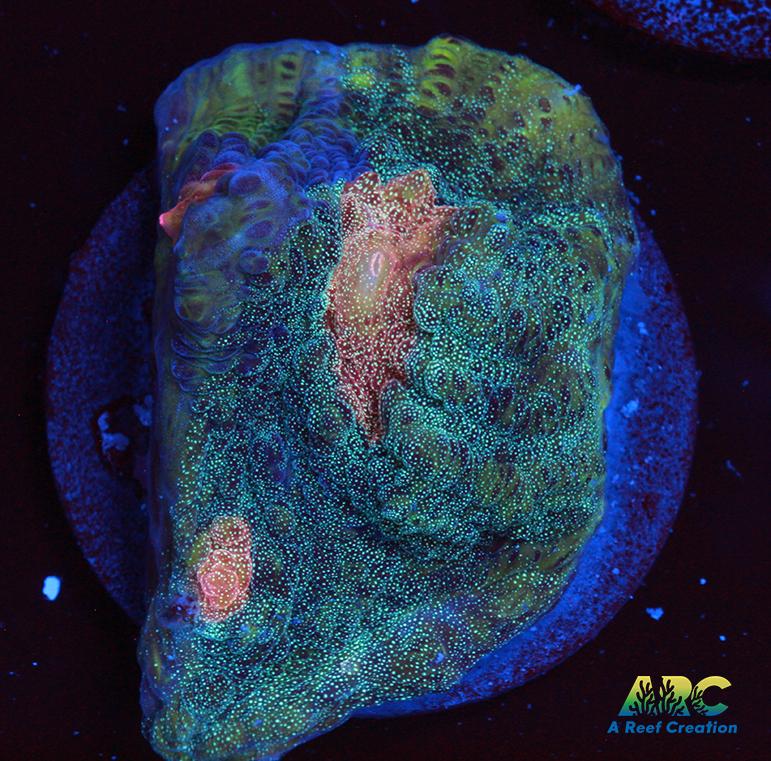 ARC Dead Marshes Chalice