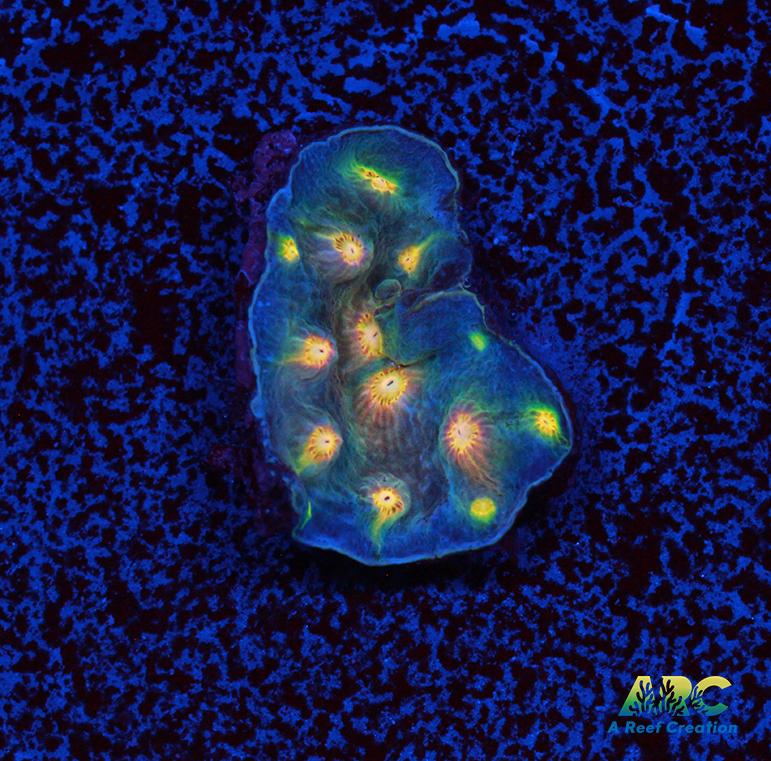 ARC Halley's Comet Plating Cyphastrea