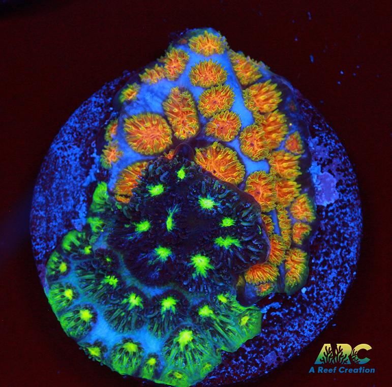 ARC Fire and Ice Leptastrea