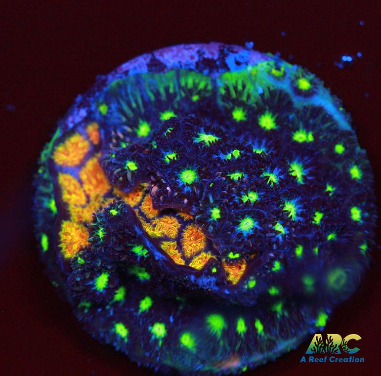 ARC Fire and Ice Leptastrea