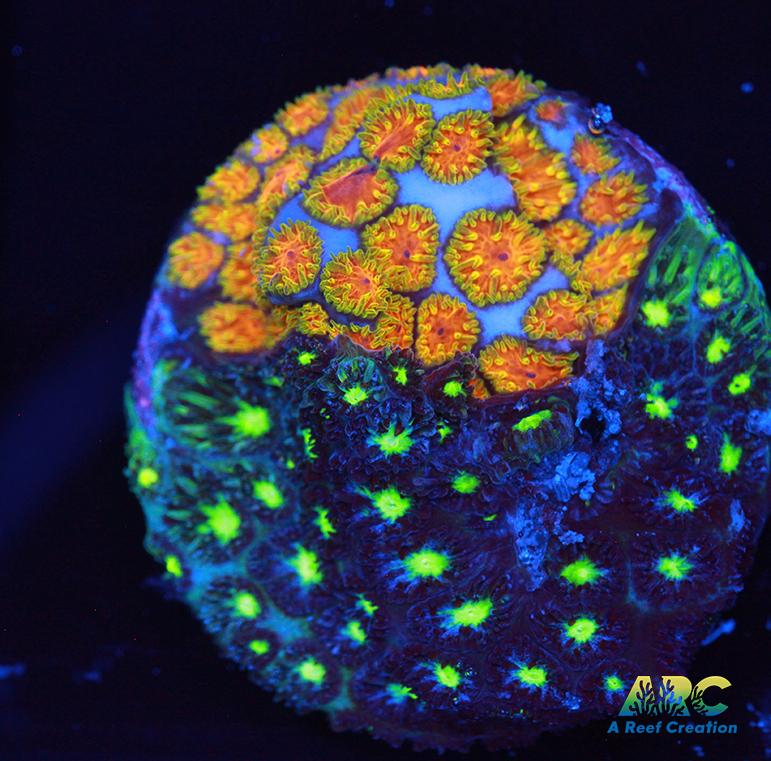 ARC Fire and Ice Leptastrea