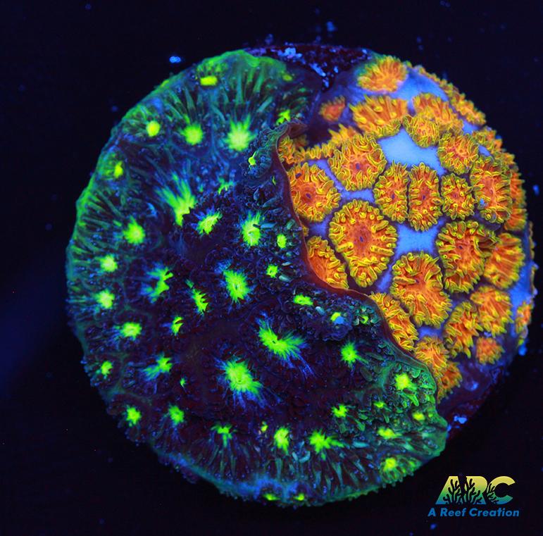 ARC Fire and Ice Leptastrea