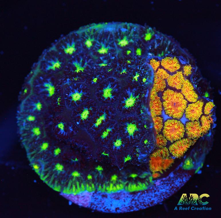 ARC Fire and Ice Leptastrea