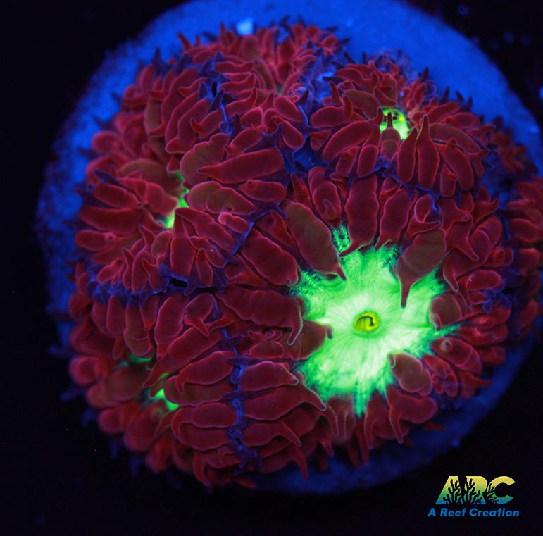 ARC Red Velvet Blasto Merletti