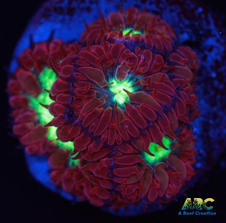 ARC Red Velvet Blasto Merletti