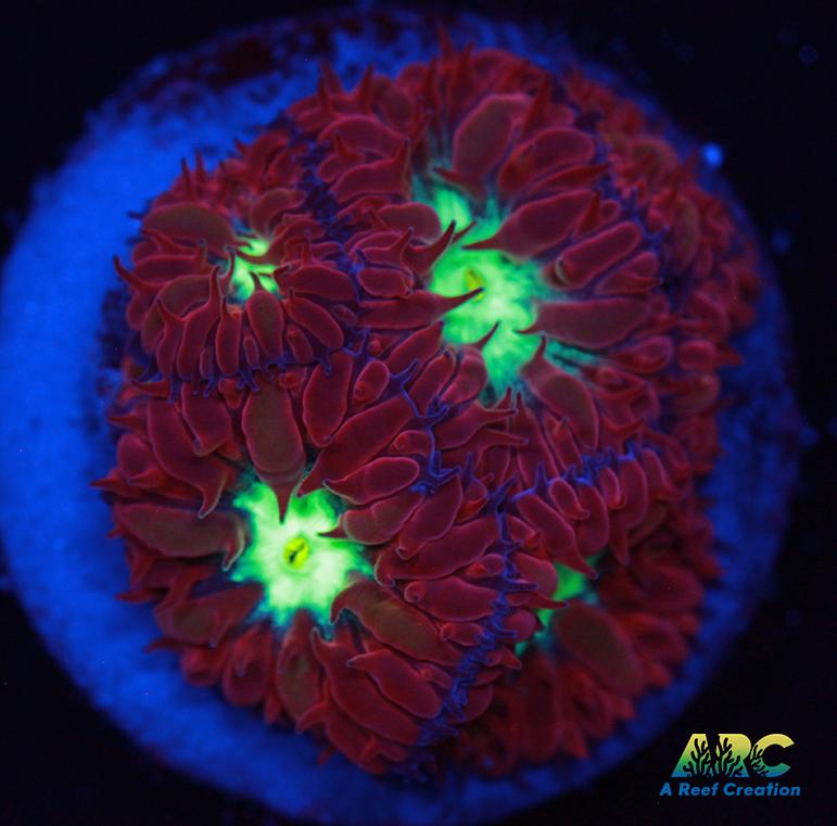 ARC Red Velvet Blasto Merletti