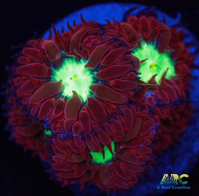 ARC Red Velvet Blasto Merletti