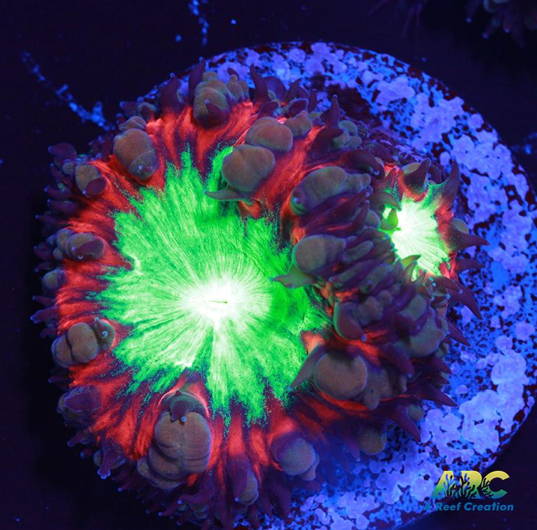 ARC Black Cherry Blasto