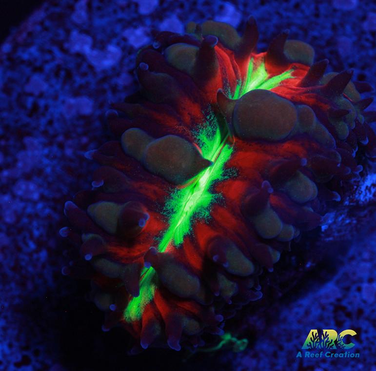 ARC Black Cherry Blasto