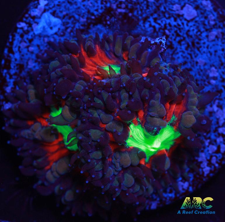 ARC Black Cherry Blasto