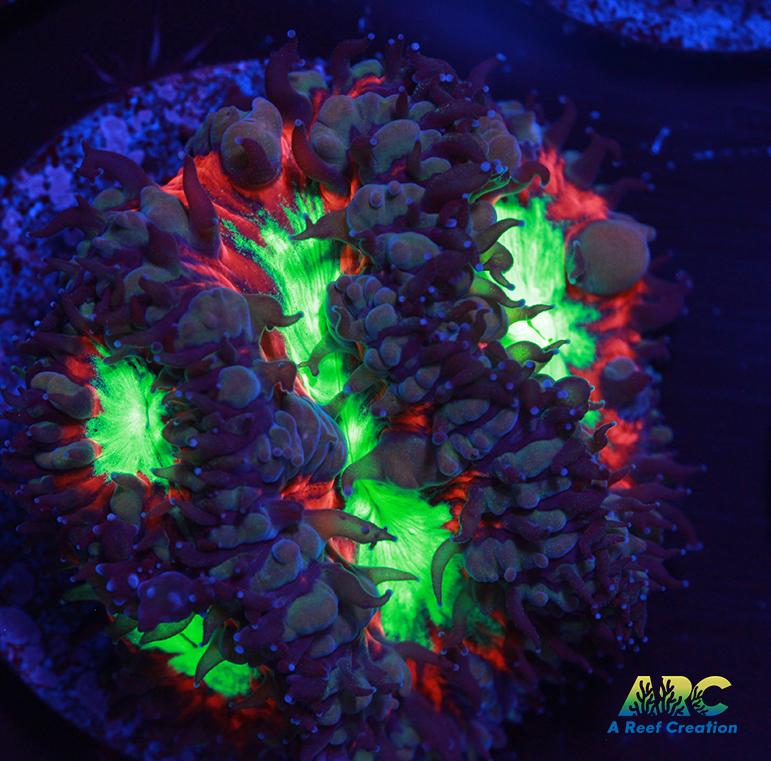 ARC Black Cherry Blasto