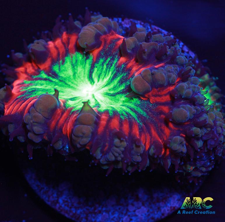 ARC Black Cherry Blasto