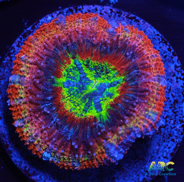Amazing Rainbow Acan