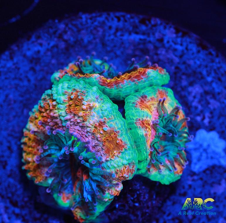 ARC Jolly Rancher Acan