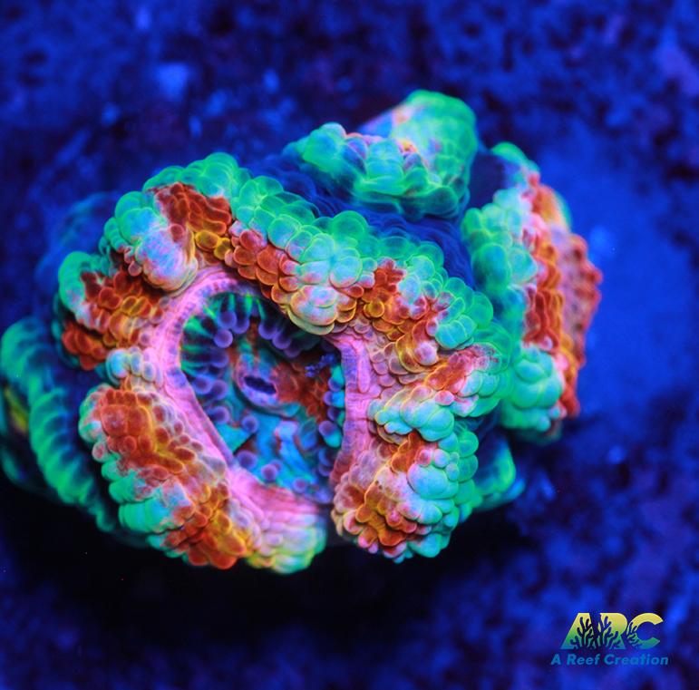 ARC Jolly Rancher Acan