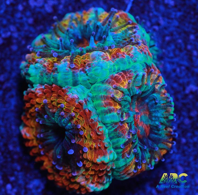 ARC Jolly Rancher Acan