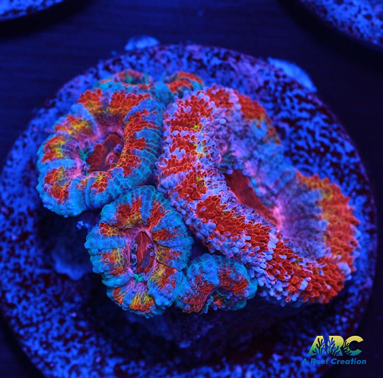 ARC Strawberry Sun Acan