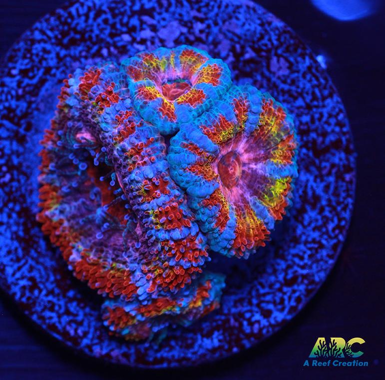 ARC Strawberry Sun Acan
