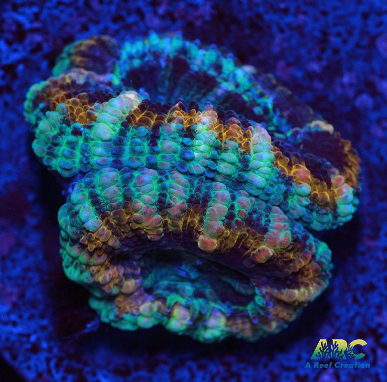 ARC Goldflake Acan