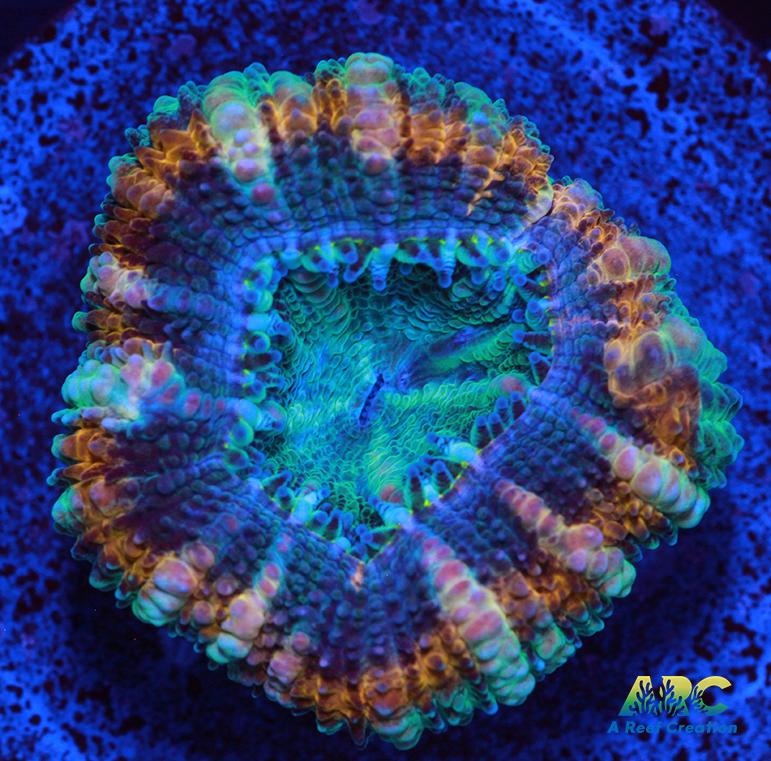 ARC Goldflake Acan