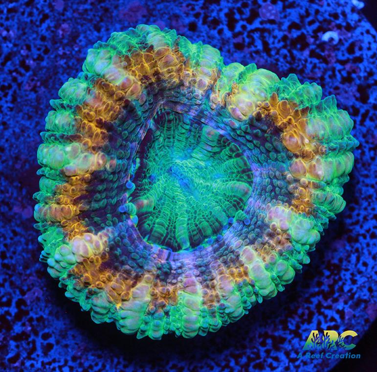 ARC Goldflake Acan