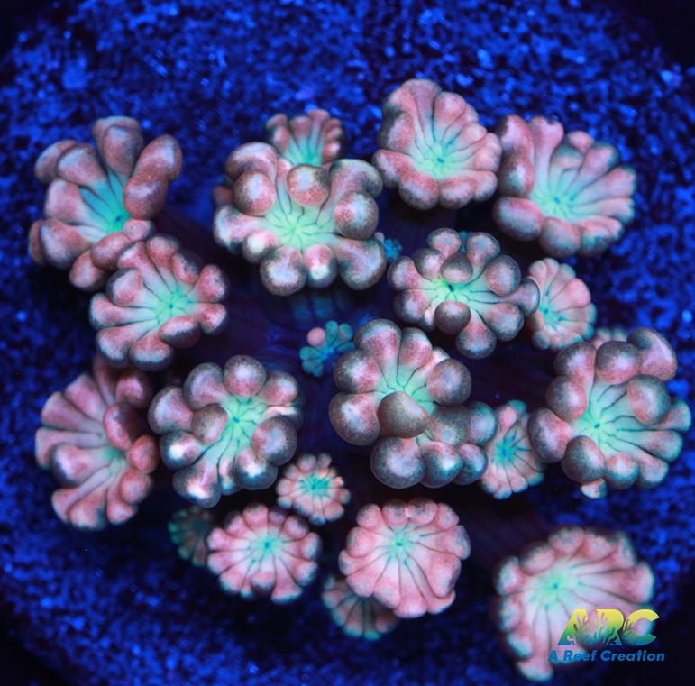 ARC Cotton Candy Alveopora