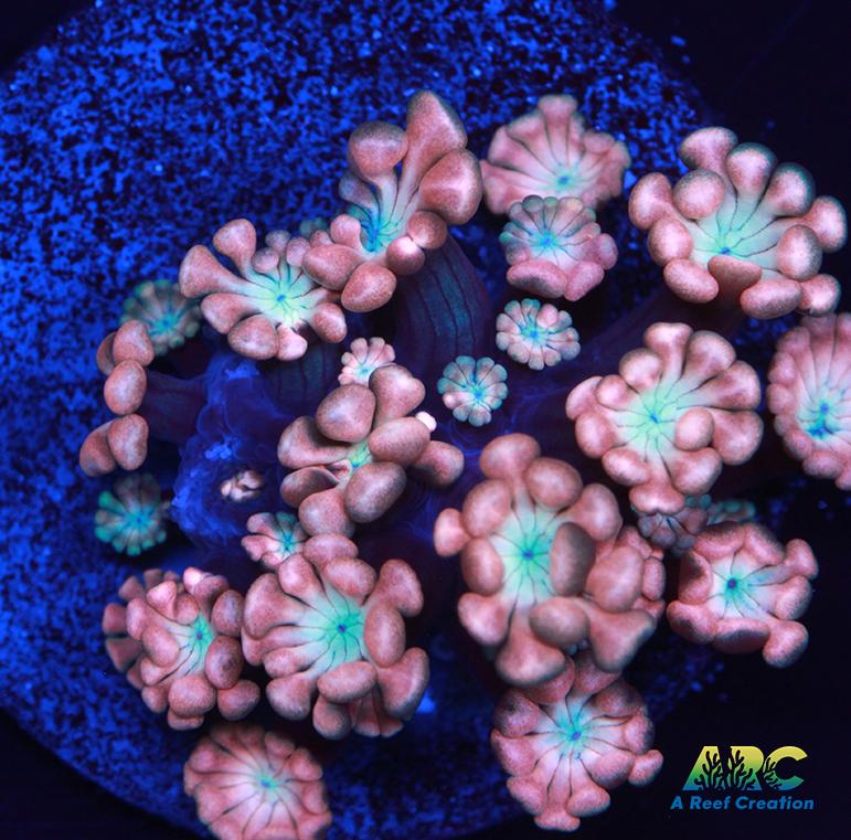 ARC Cotton Candy Alveopora
