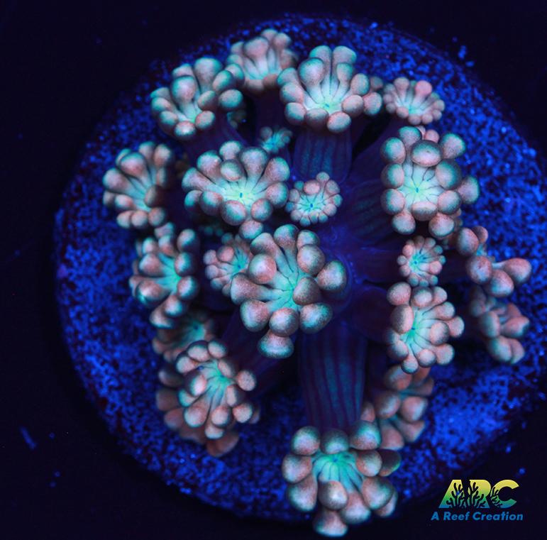 ARC Cotton Candy Alveopora