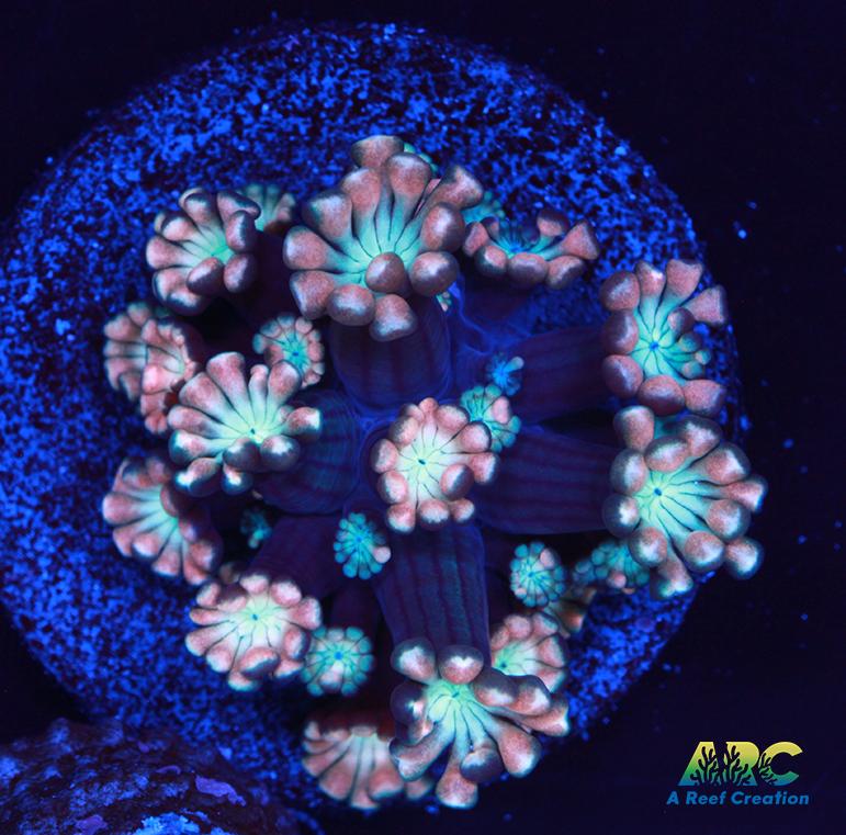 ARC Cotton Candy Alveopora