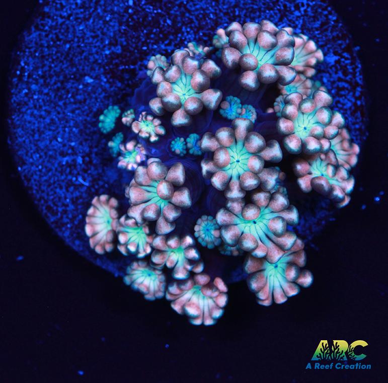 ARC Cotton Candy Alveopora